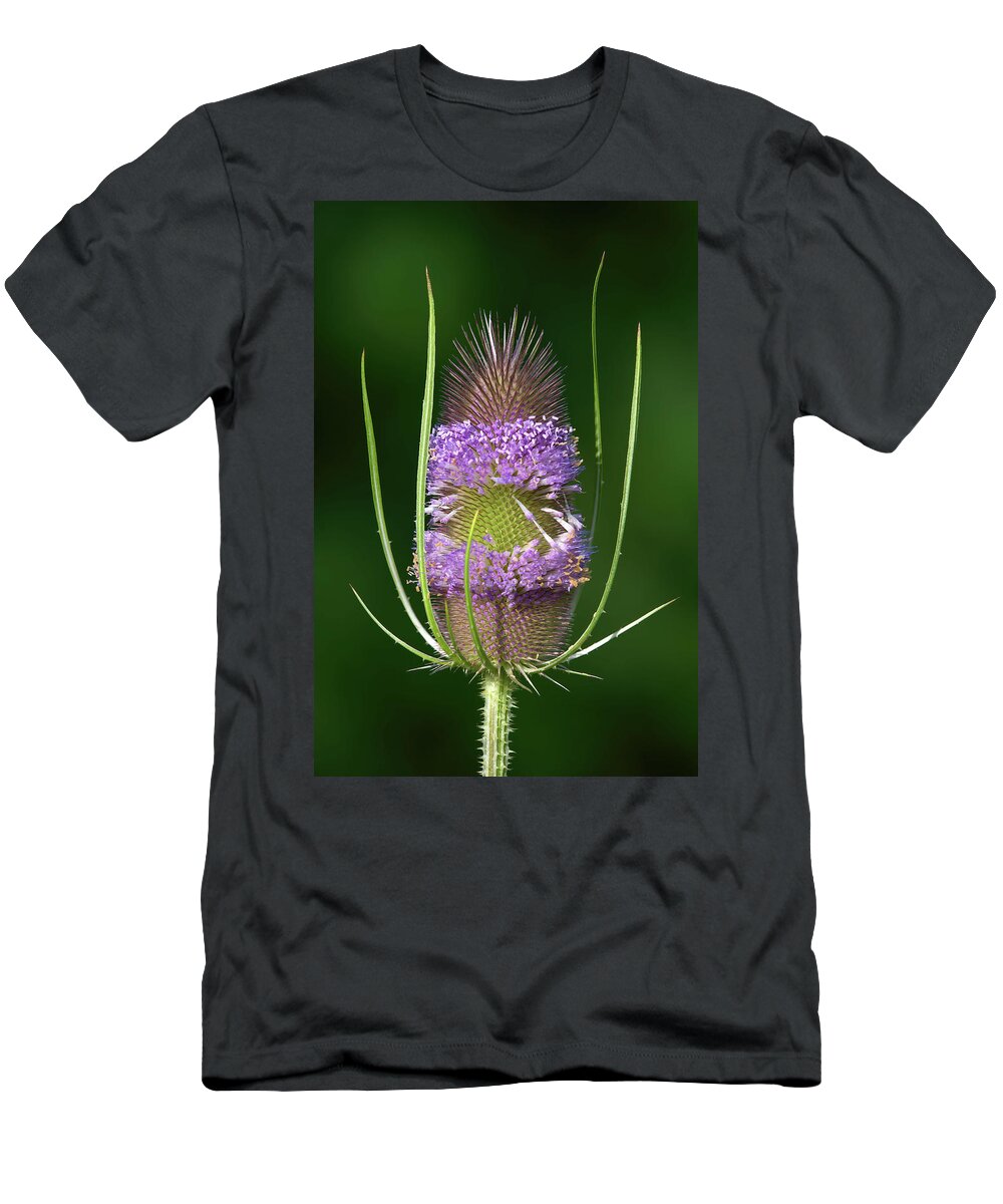 Plants T-Shirt featuring the photograph Teasel Fading by Flinn Hackett