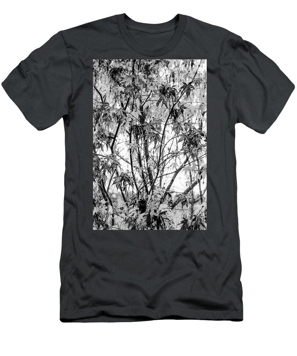 Carolina T-Shirt featuring the photograph Through the Autumn Leaves Black and White by Debra and Dave Vanderlaan