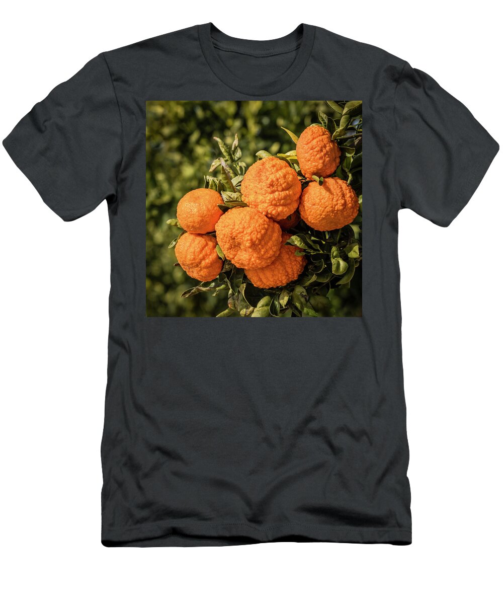 Mandarin T-Shirt featuring the photograph Tree Branch With Gold Nugget Mandarins by Elvira Peretsman