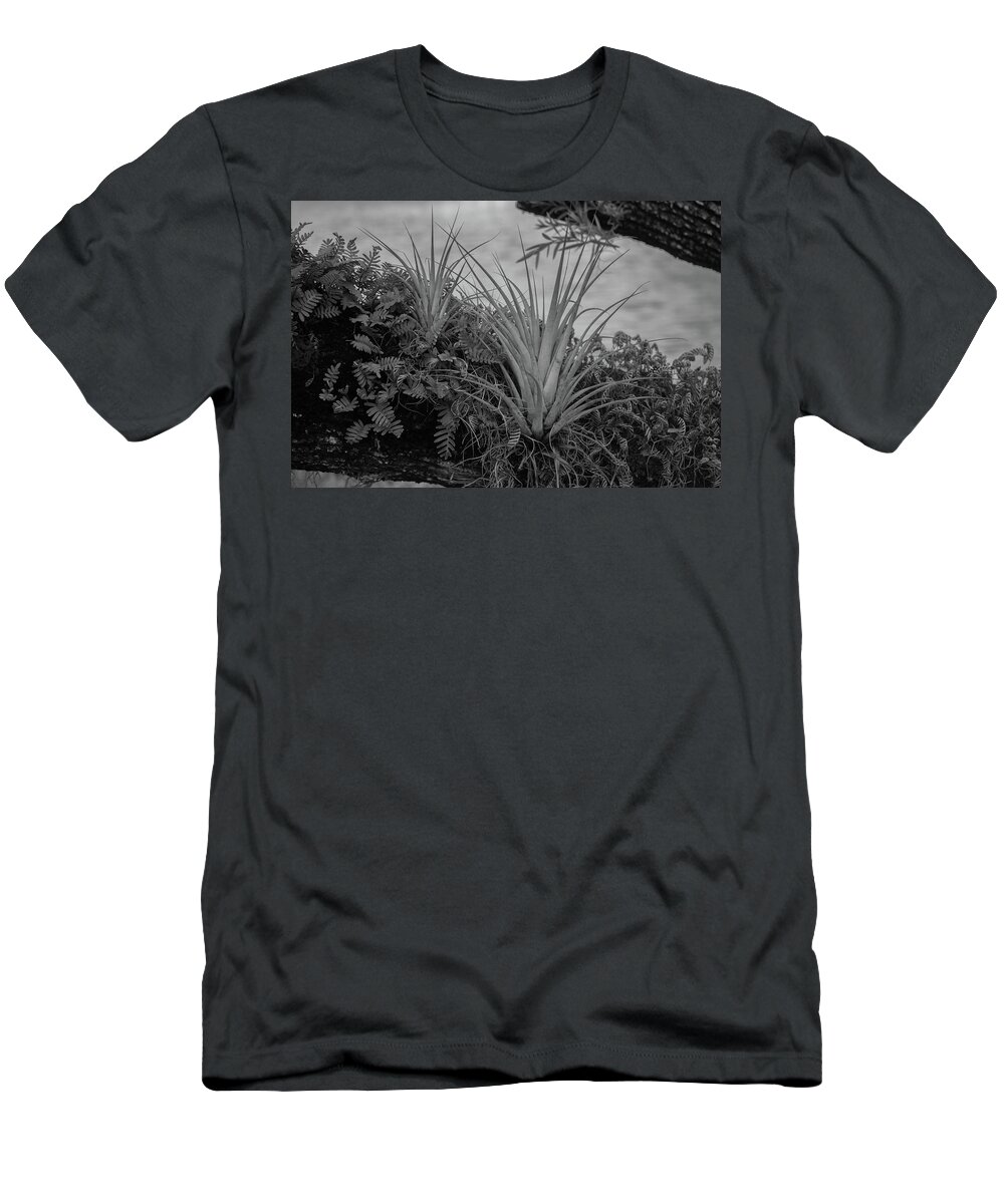 Trees T-Shirt featuring the photograph Trees are the Mother of Life by Alan Goldberg