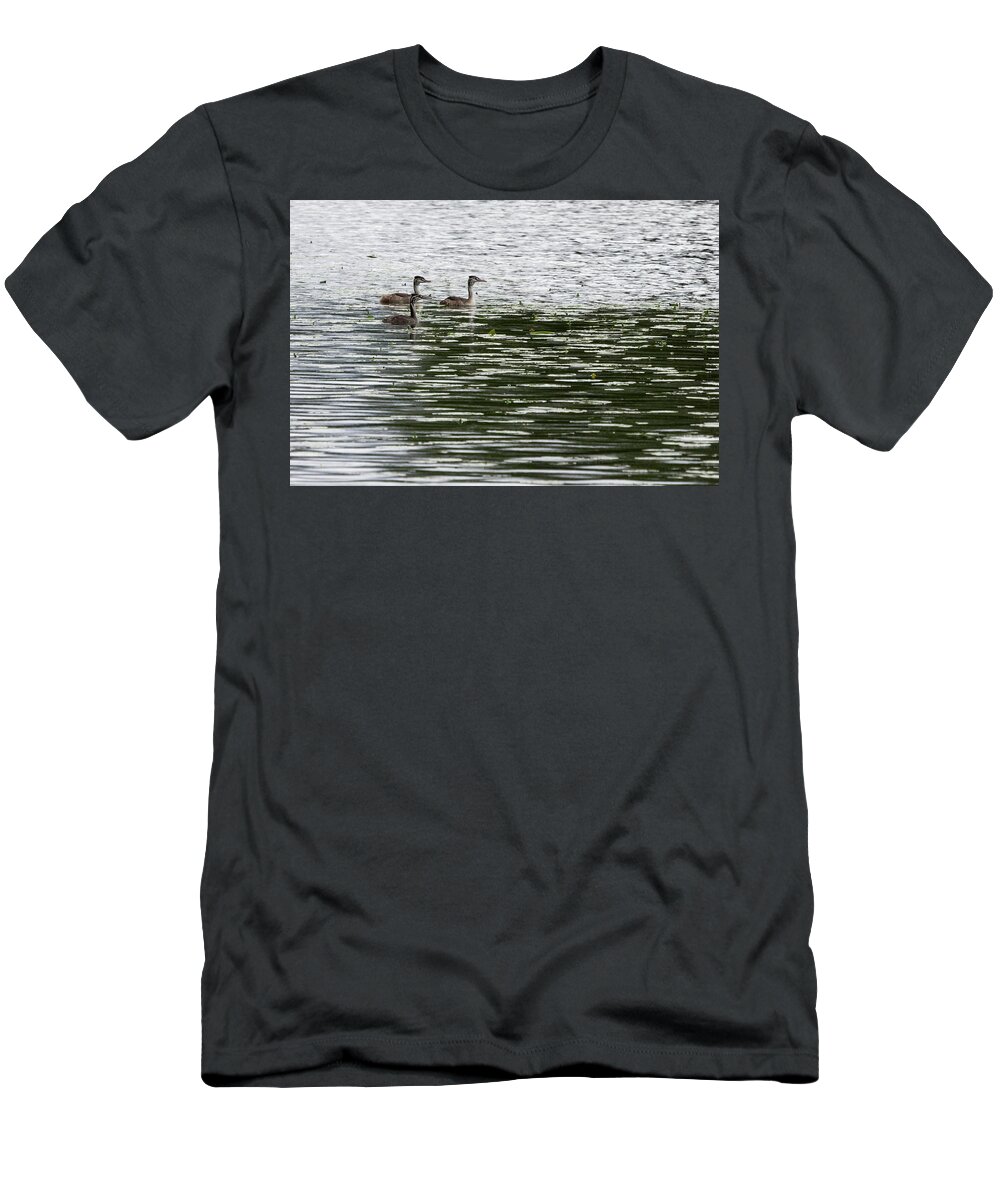 Finland T-Shirt featuring the photograph Trio. Great crested grebe, young by Jouko Lehto