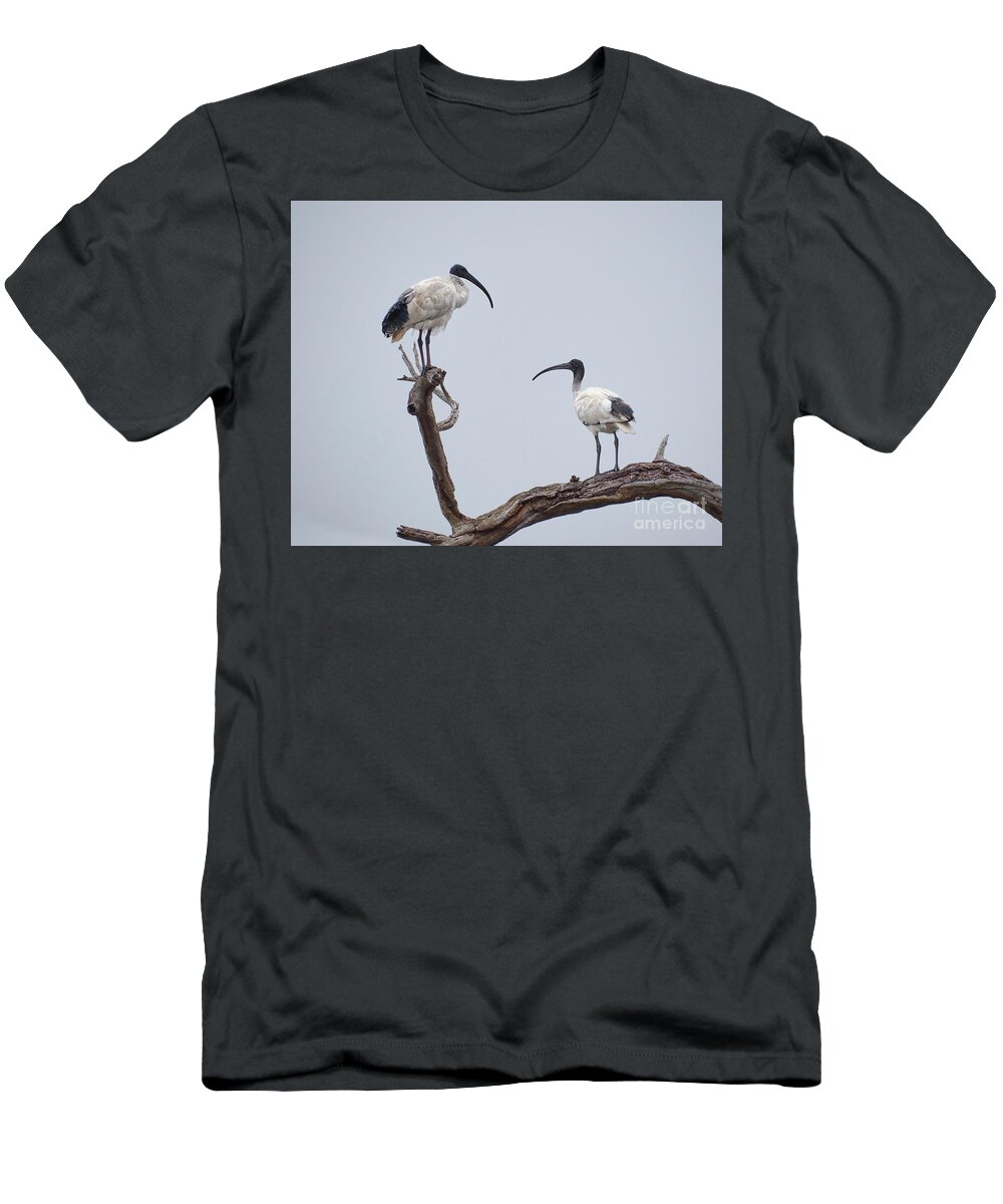 Australian Ibis T-Shirt featuring the photograph Seeing Two Sides by Neil Maclachlan