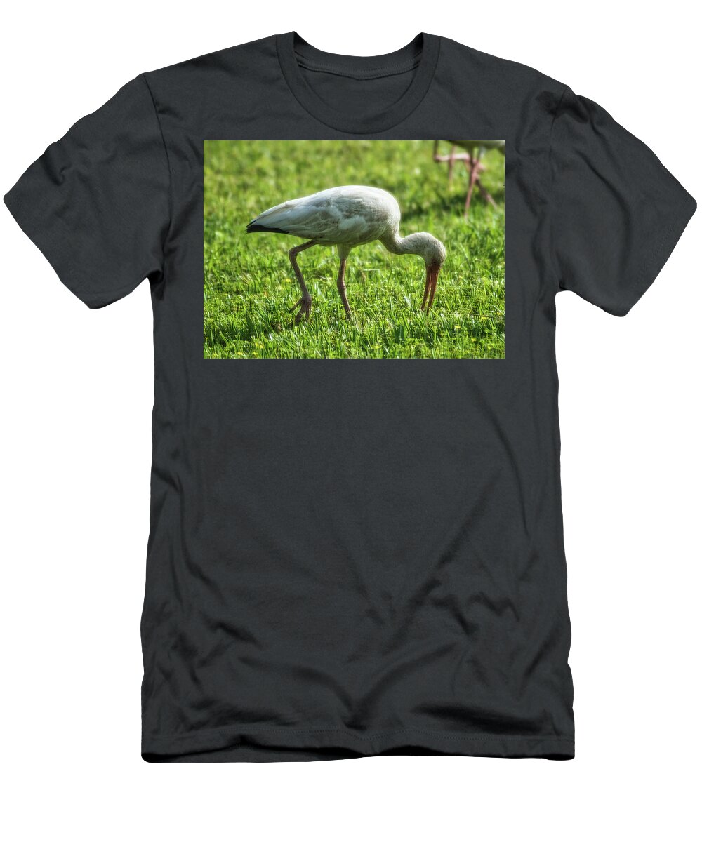 Bird T-Shirt featuring the photograph White Ibis Feeding Time by Portia Olaughlin