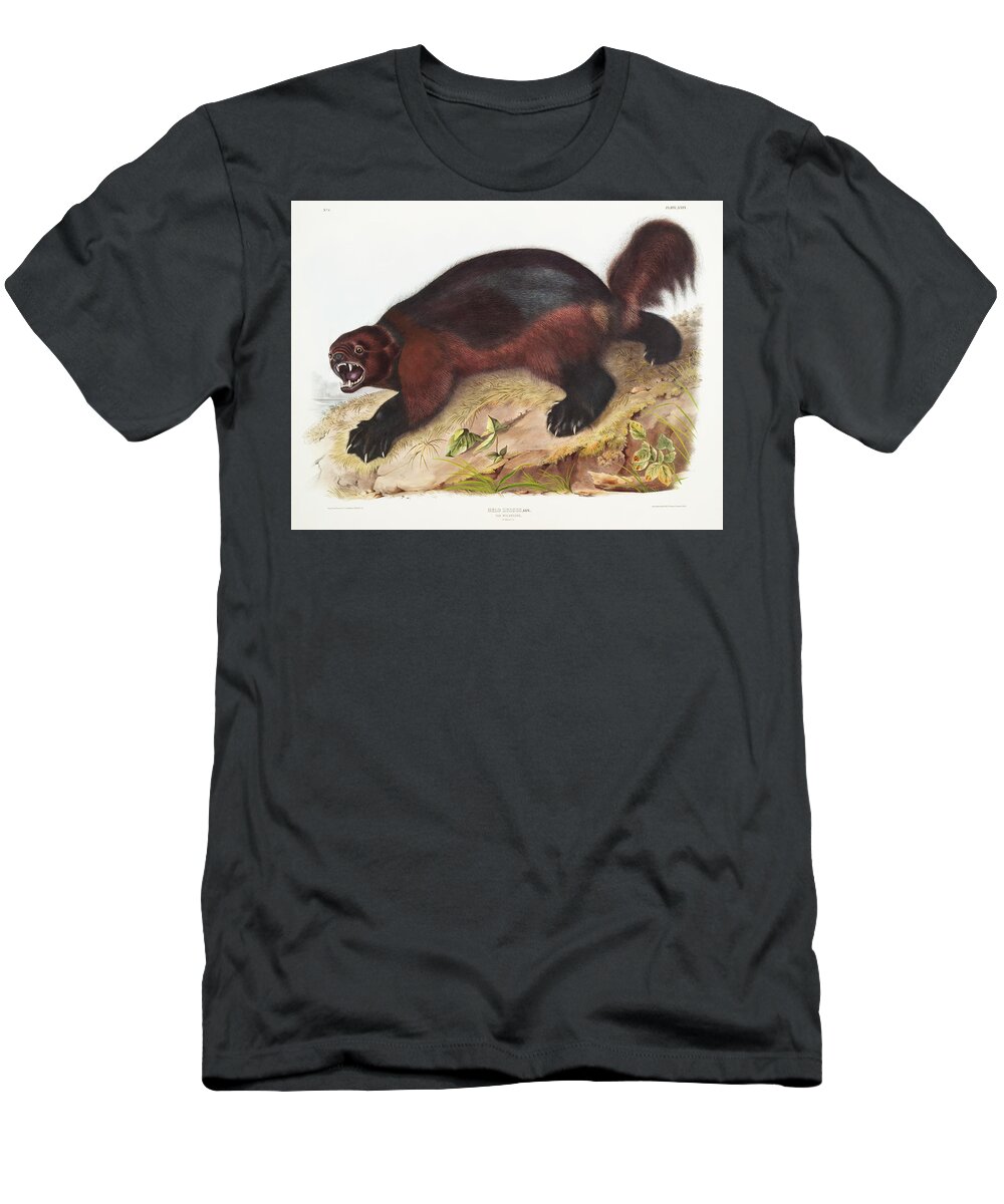 American Animals T-Shirt featuring the mixed media Wolverine. John Woodhouse Audubon Illustration by World Art Collective