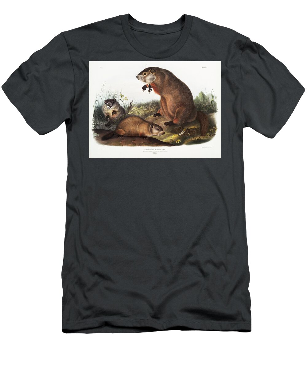 American Animals T-Shirt featuring the mixed media Woodchuck. John Woodhouse Audubon Illustration by World Art Collective