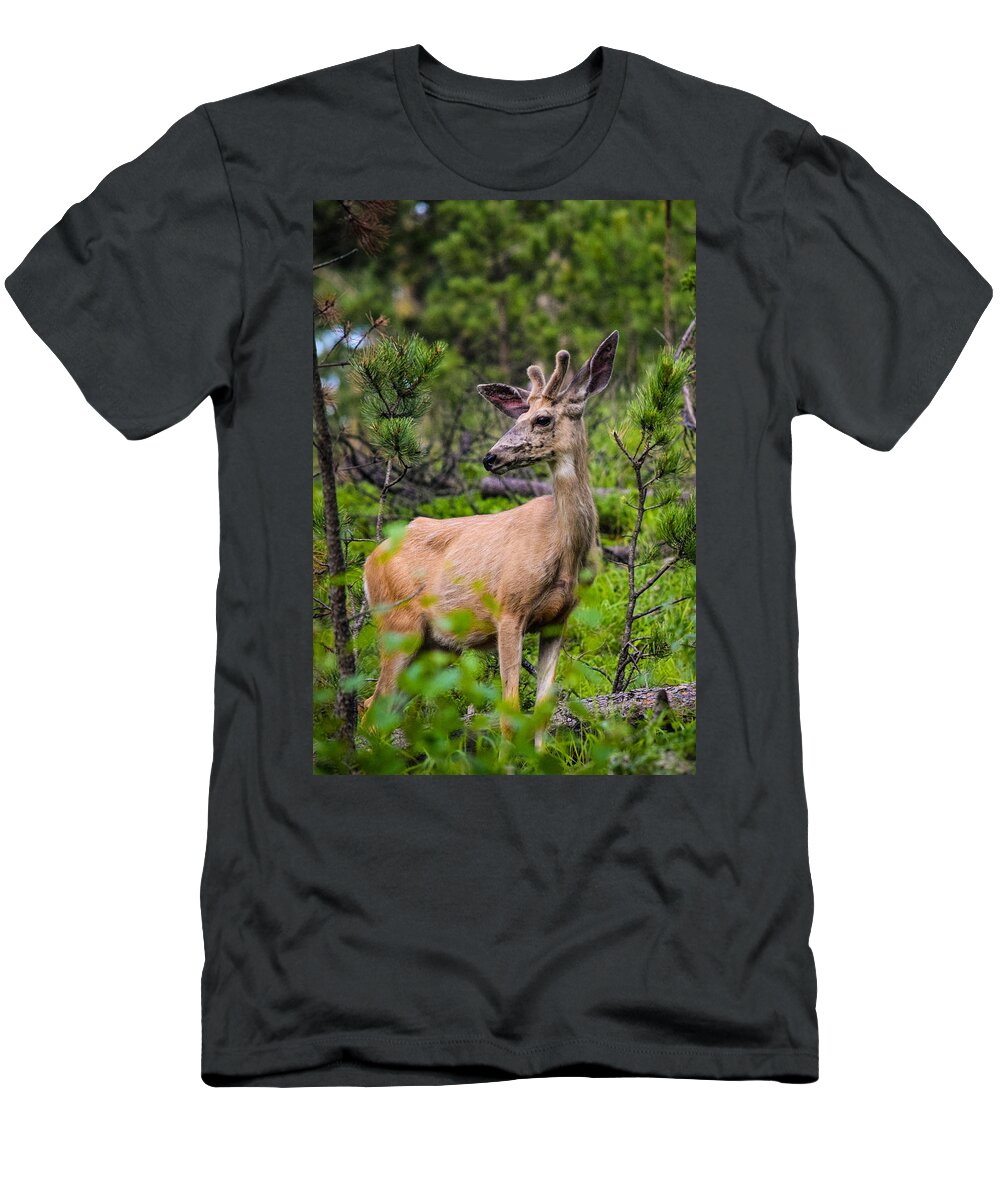 Buck T-Shirt featuring the photograph Young Buck on the Mountain by Bonny Puckett