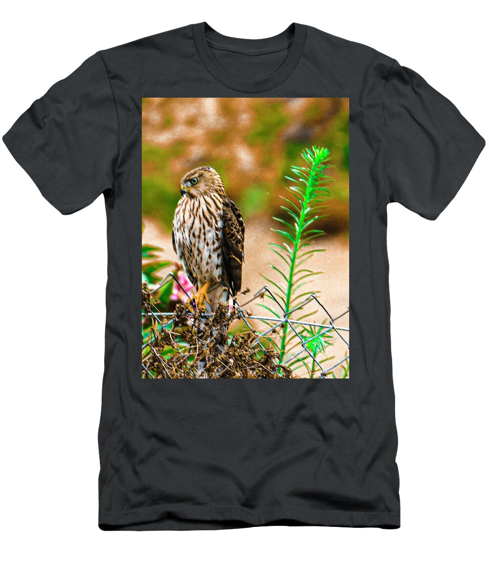 Falcon T-Shirt featuring the photograph Young Ca Falcon 2020 2 by Phyllis Spoor