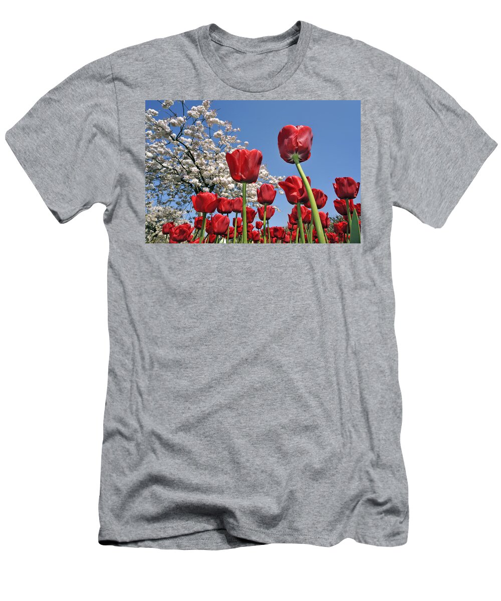 Colorful T-Shirt featuring the photograph Red Tulips and Japanese Cherry Tree by Arterra Picture Library