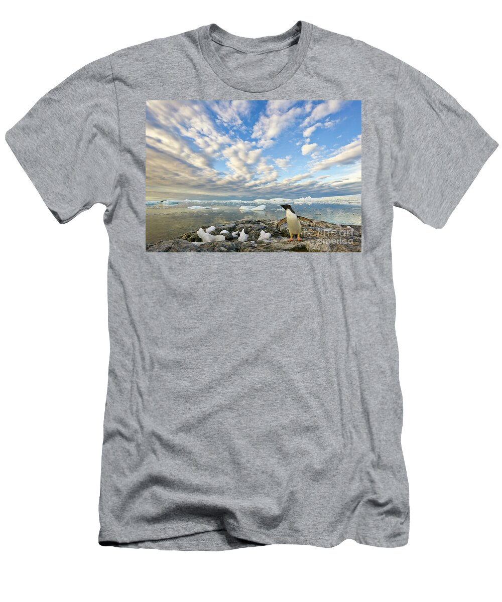 00345612 T-Shirt featuring the photograph Adelie Penguin Flapping Wings by Yva Momatiuk John Eastcott