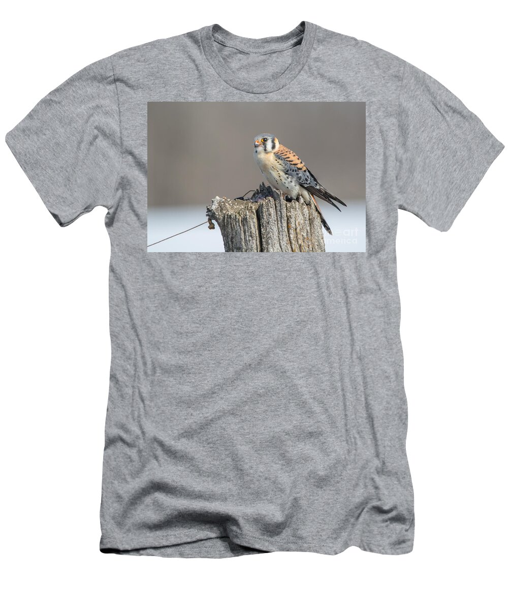 Landscape T-Shirt featuring the photograph American Kestrel #1 by Cheryl Baxter