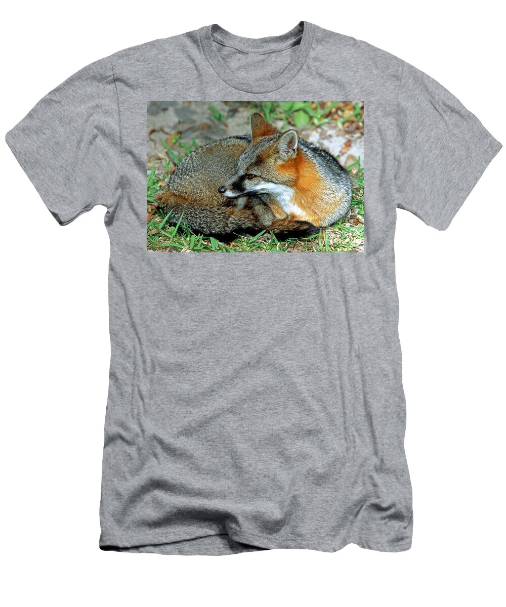 Grey Fox T-Shirt featuring the photograph Grey Fox #1 by Millard H. Sharp