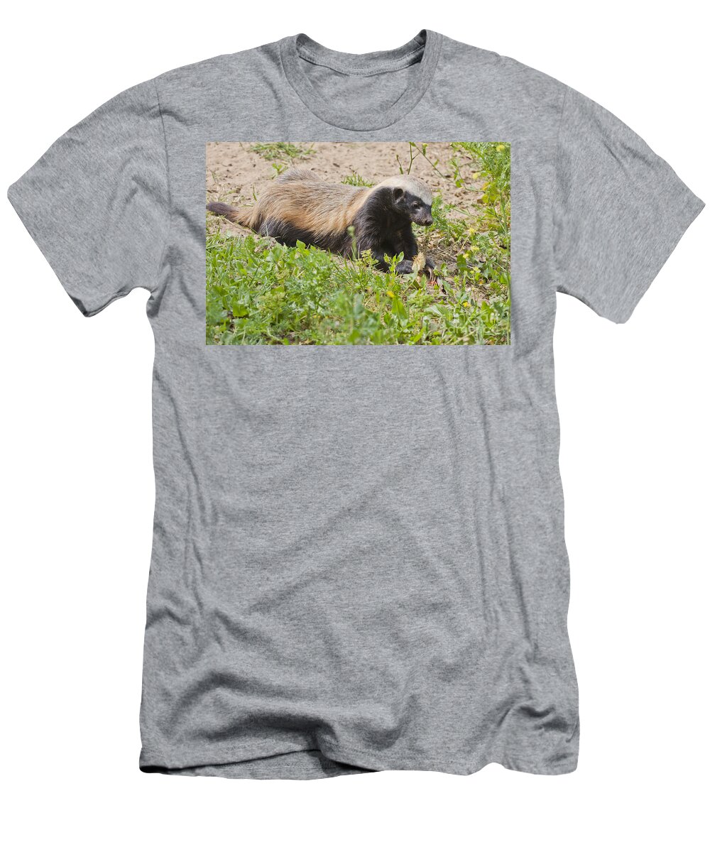 Honey Badger T-Shirt featuring the photograph Honey badger Mellivora capensis #1 by Eyal Bartov