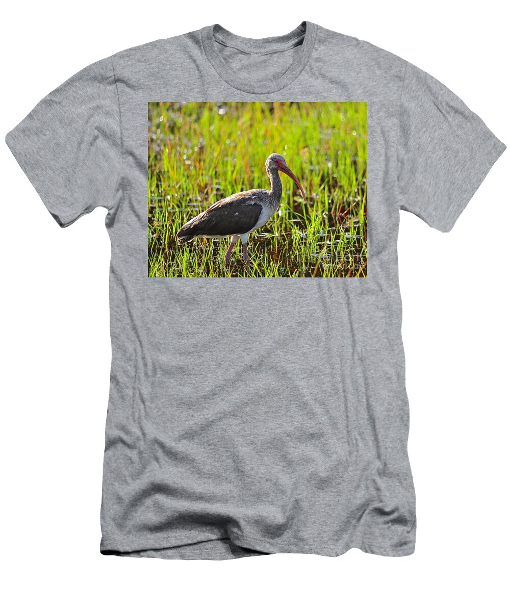Ibis T-Shirt featuring the photograph Immature Ibis #1 by Al Powell Photography USA