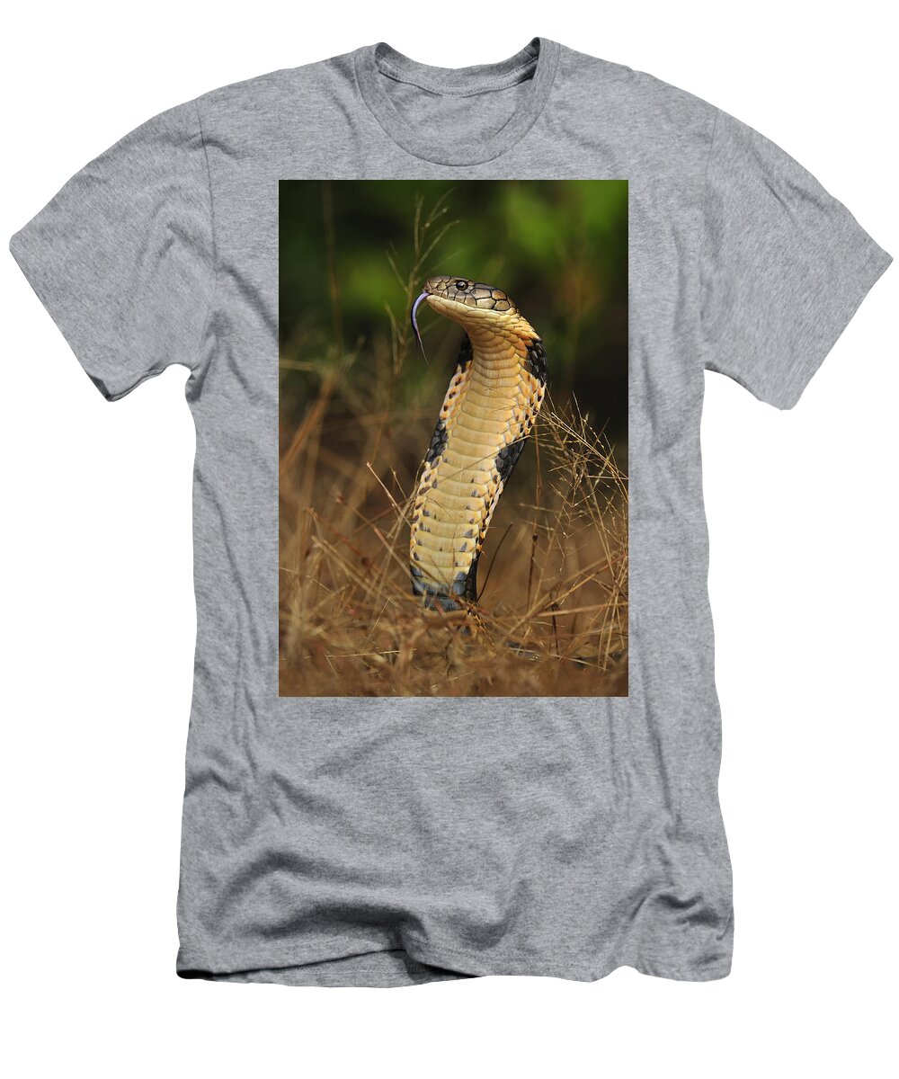 Thomas Marent T-Shirt featuring the photograph King Cobra Agumbe Rainforest India #1 by Thomas Marent