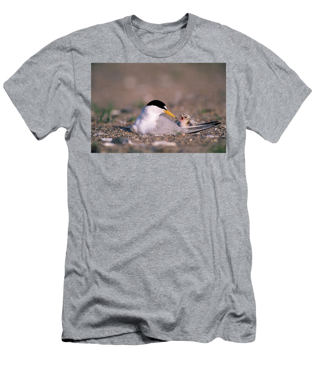 Bird T-Shirt featuring the photograph Least Tern #1 by Paul J. Fusco