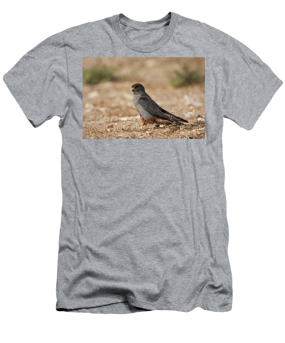 Bird Of Prey T-Shirt featuring the photograph Red footed falcon falco vespertinus #1 by Eyal Bartov