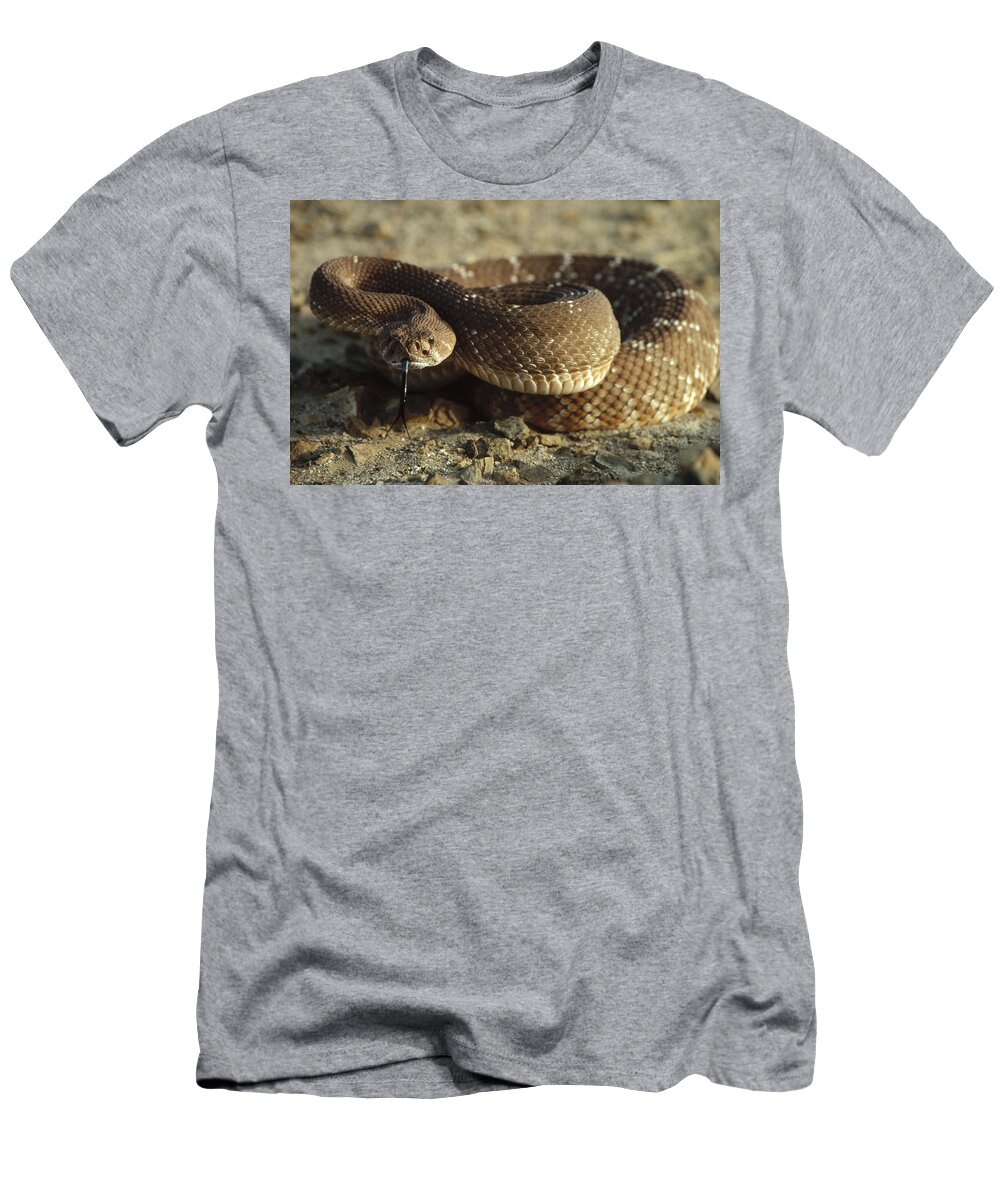 Feb0514 T-Shirt featuring the photograph Red Rattlesnake Baja California Mexico #1 by Larry Minden