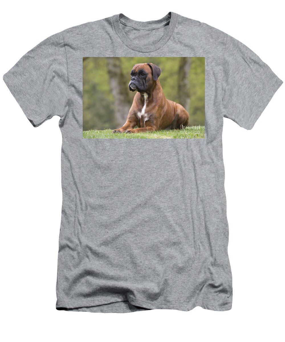 Dog T-Shirt featuring the photograph Boxer Dog #10 by Jean-Michel Labat