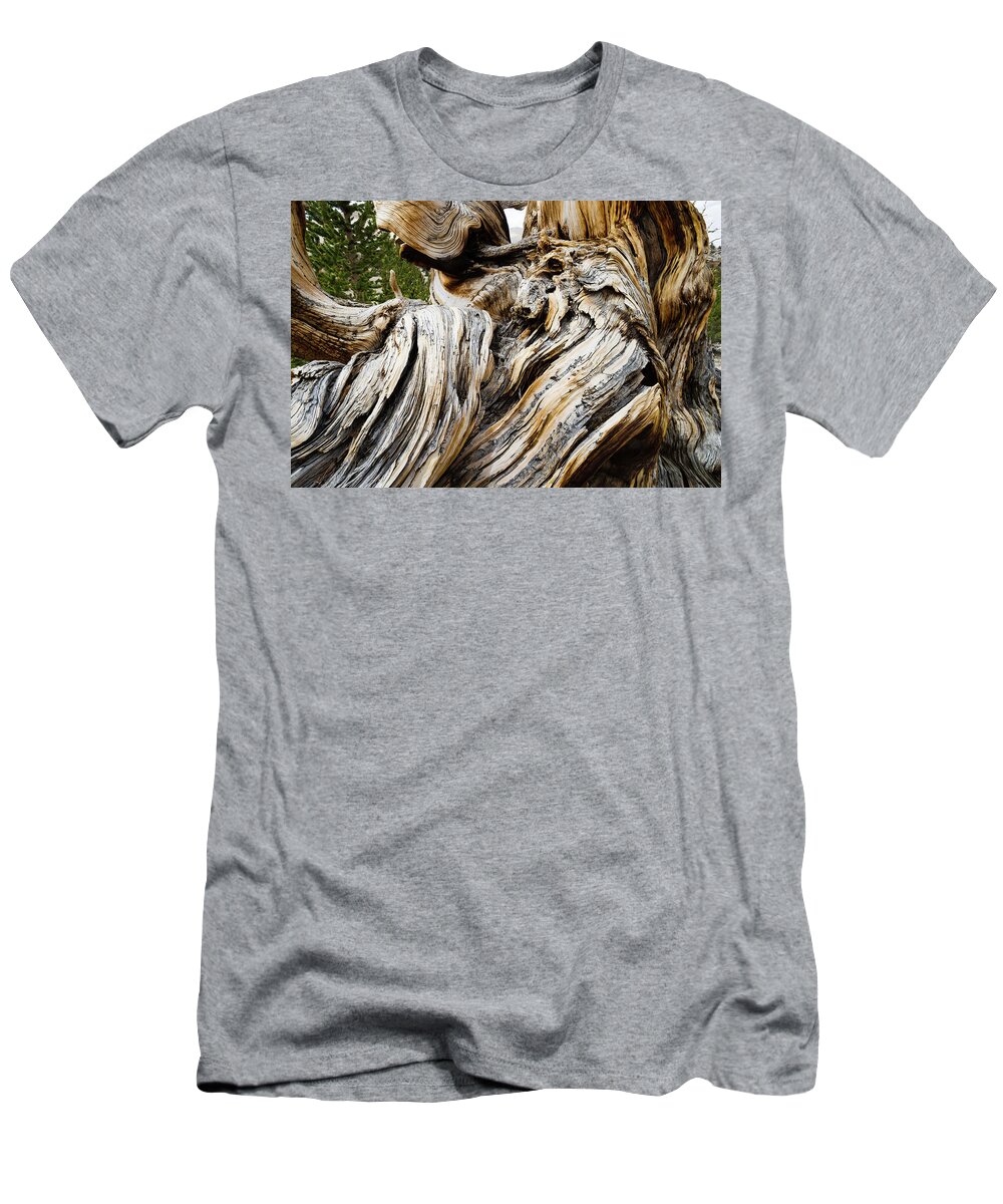 Photography T-Shirt featuring the photograph Close-up Of Details Of Pine Tree #2 by Panoramic Images