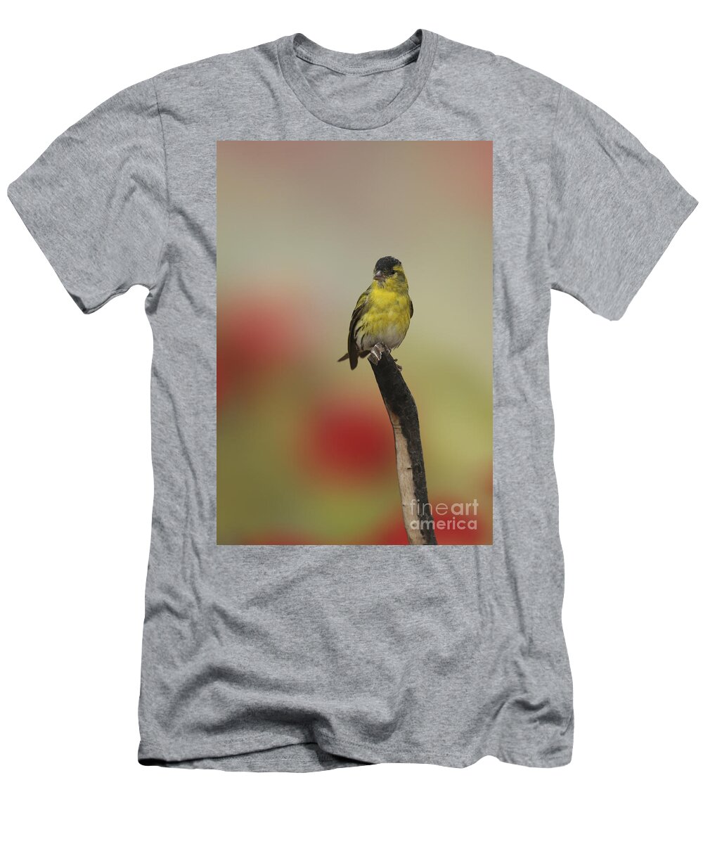 Bird T-Shirt featuring the photograph Eurasian siskin Carduelis spinus #2 by Alon Meir