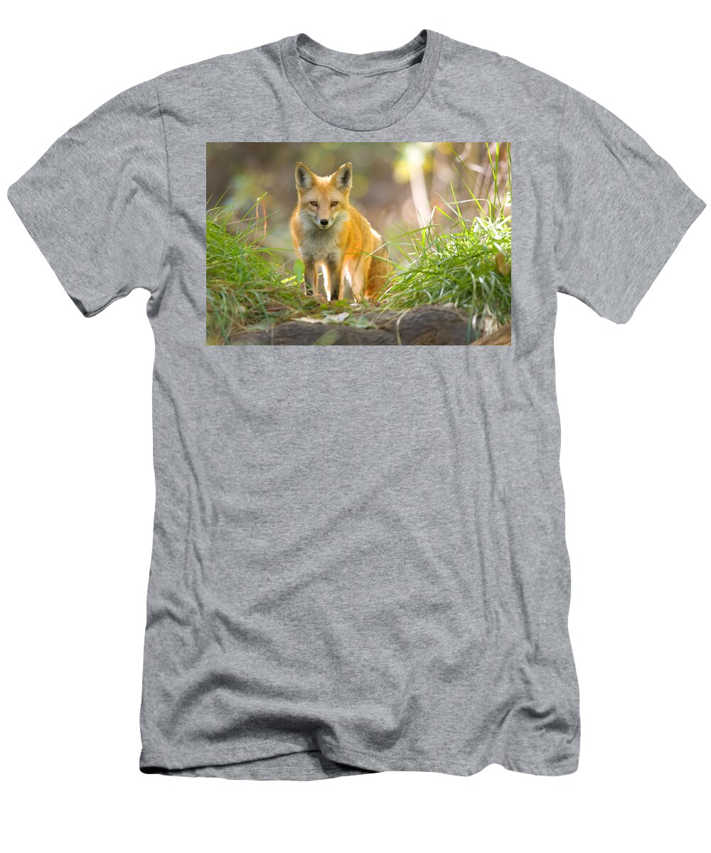 Animal T-Shirt featuring the photograph Red Fox Vulpes Vulpes #2 by Craig K. Lorenz
