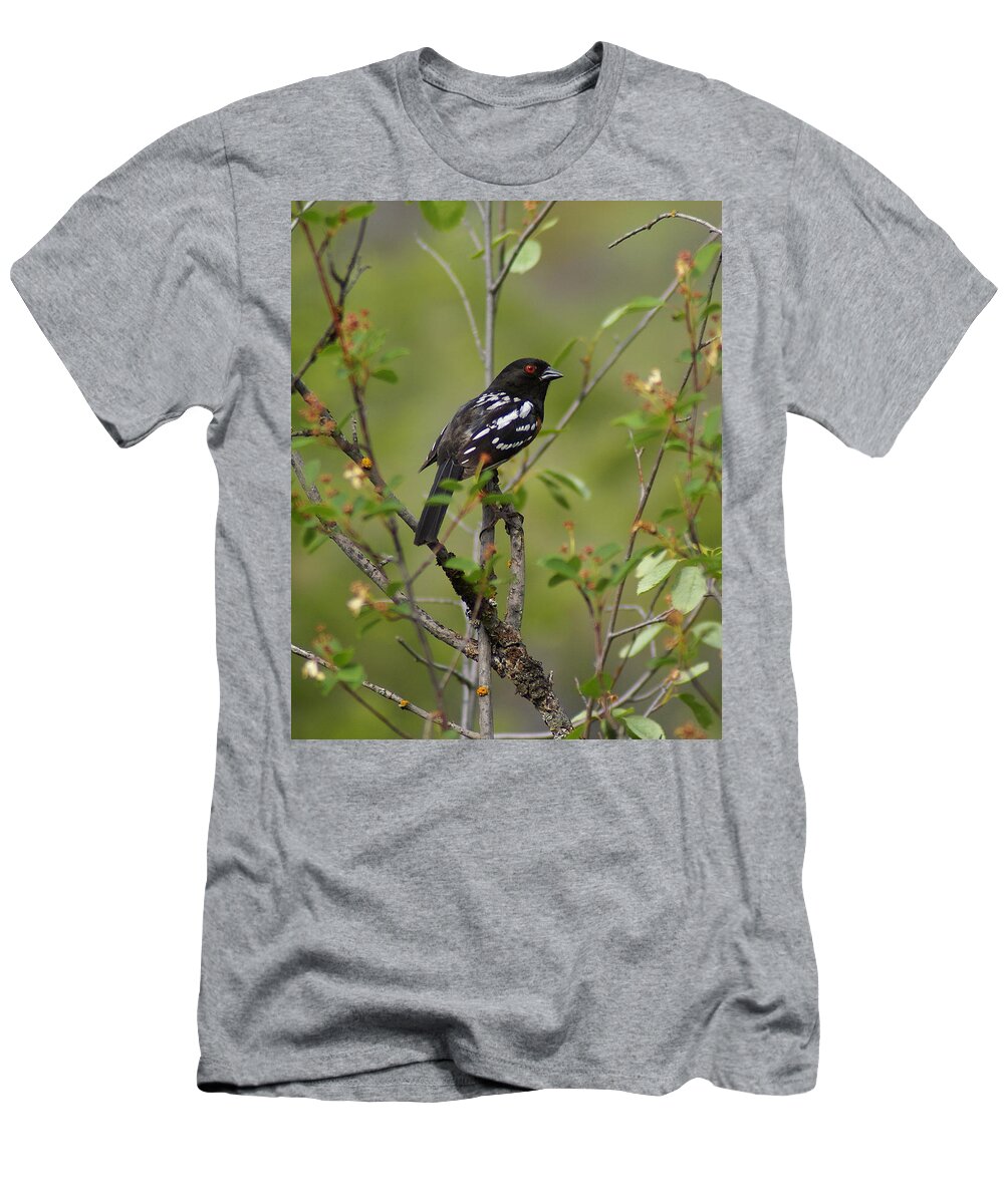 Birds T-Shirt featuring the photograph Spotted Towhee by Ben Upham III