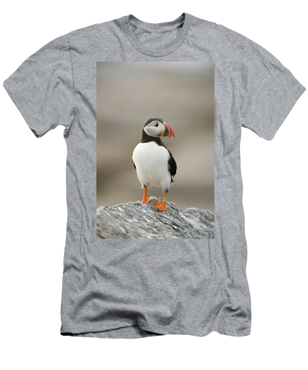 Atlantic Puffins T-Shirt featuring the photograph Atlantic Puffins, Fratercula Arctica #23 by Jose Azel