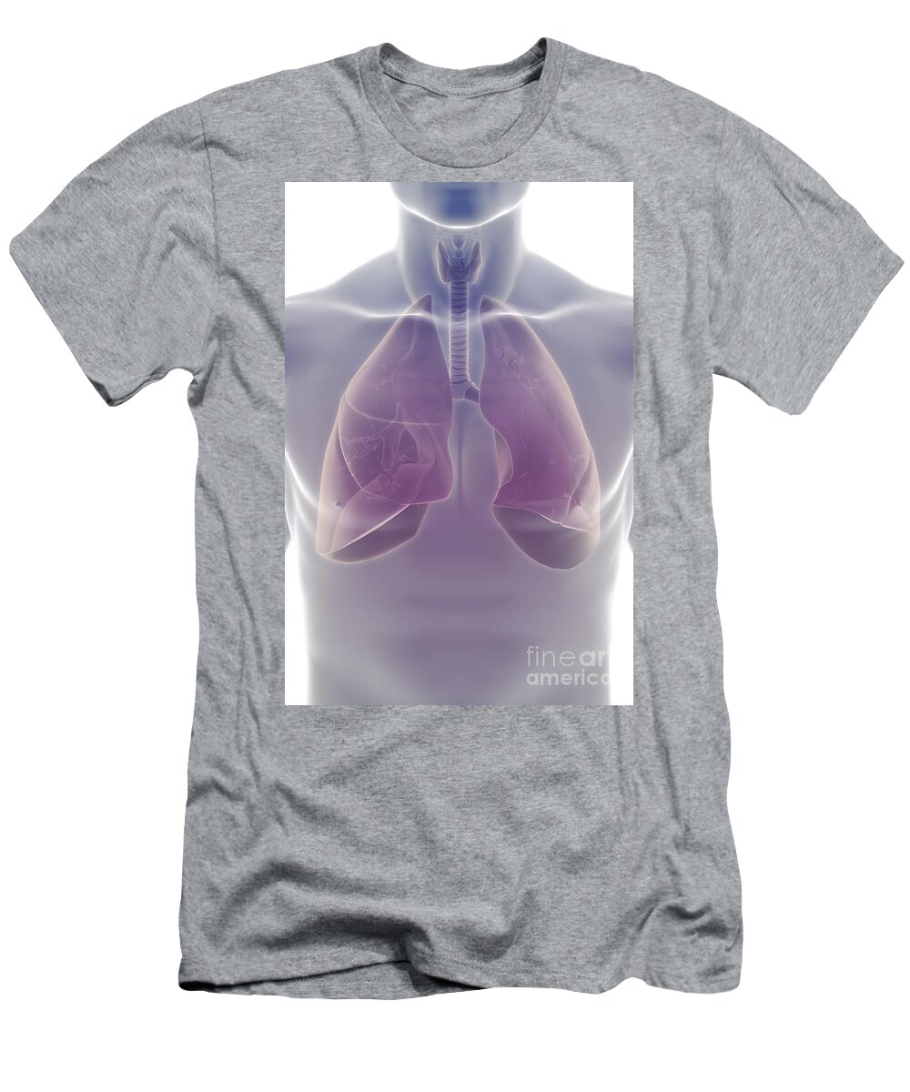 Lungs T-Shirt featuring the photograph The Respiratory System #28 by Science Picture Co