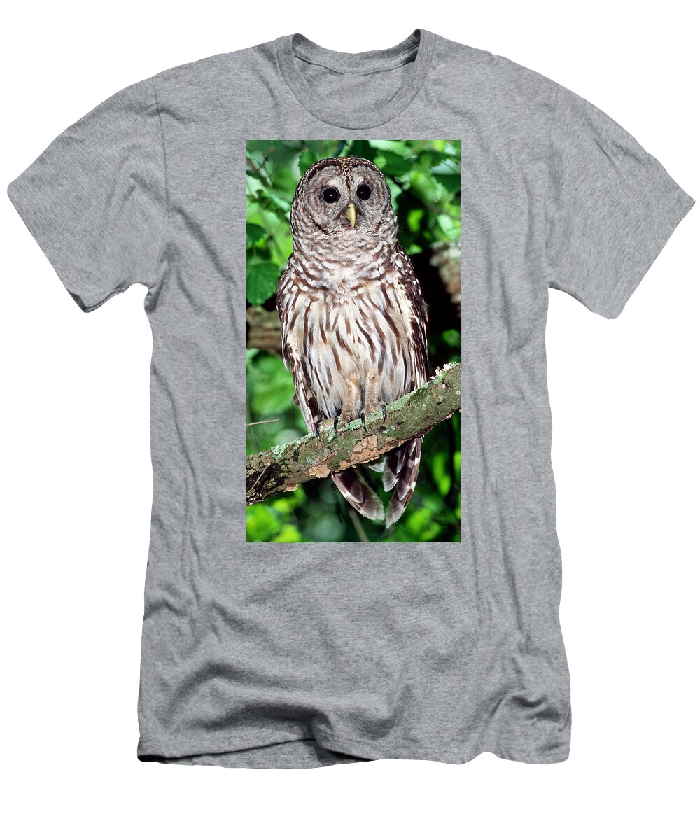Barred Owl T-Shirt featuring the photograph Barred Owl #7 by Millard H. Sharp