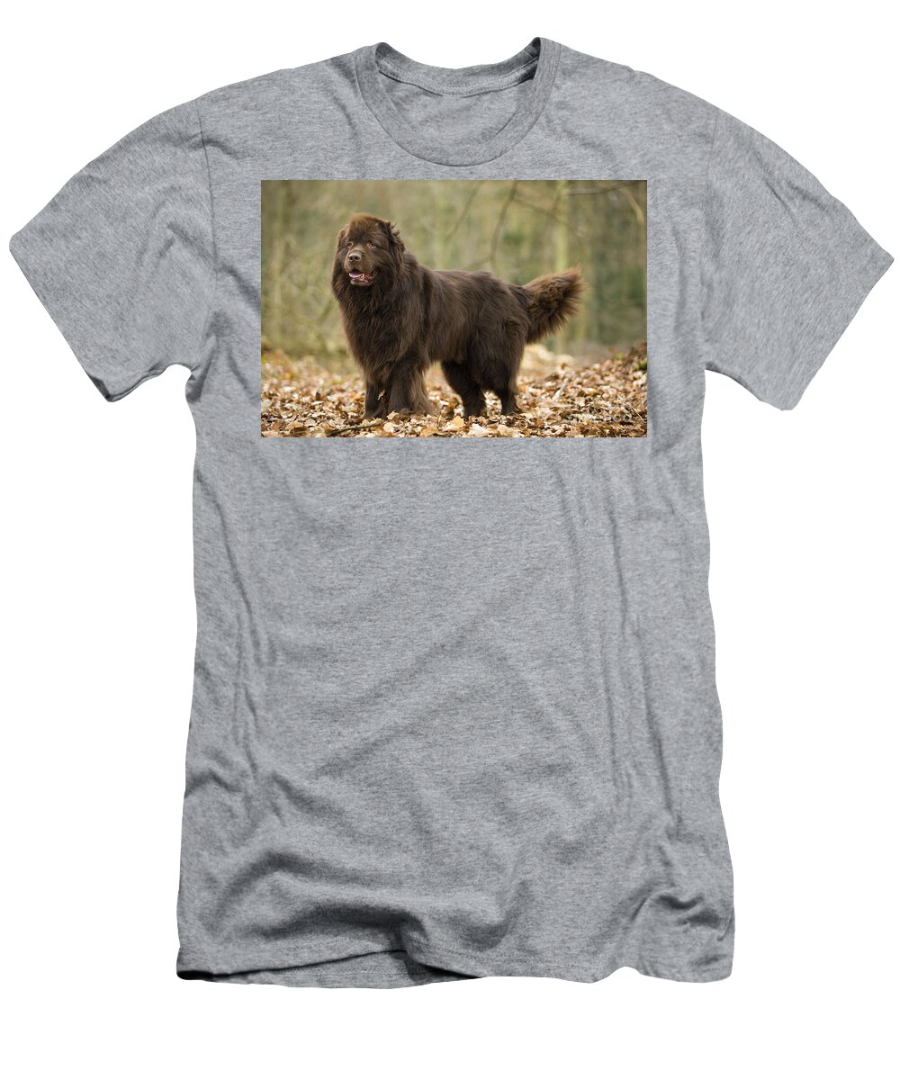 Newfoundland T-Shirt featuring the photograph Newfoundland Dog #7 by Jean-Michel Labat