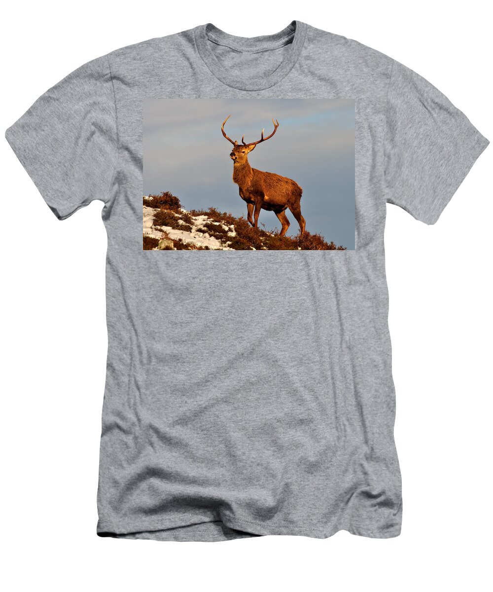  Red Deer Stag T-Shirt featuring the photograph Red Deer Stag #8 by Gavin Macrae