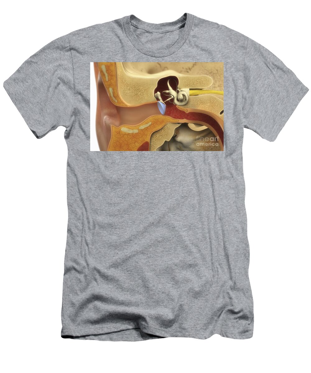 3d Visualisation T-Shirt featuring the photograph Ear Anatomy #1 by Science Picture Co