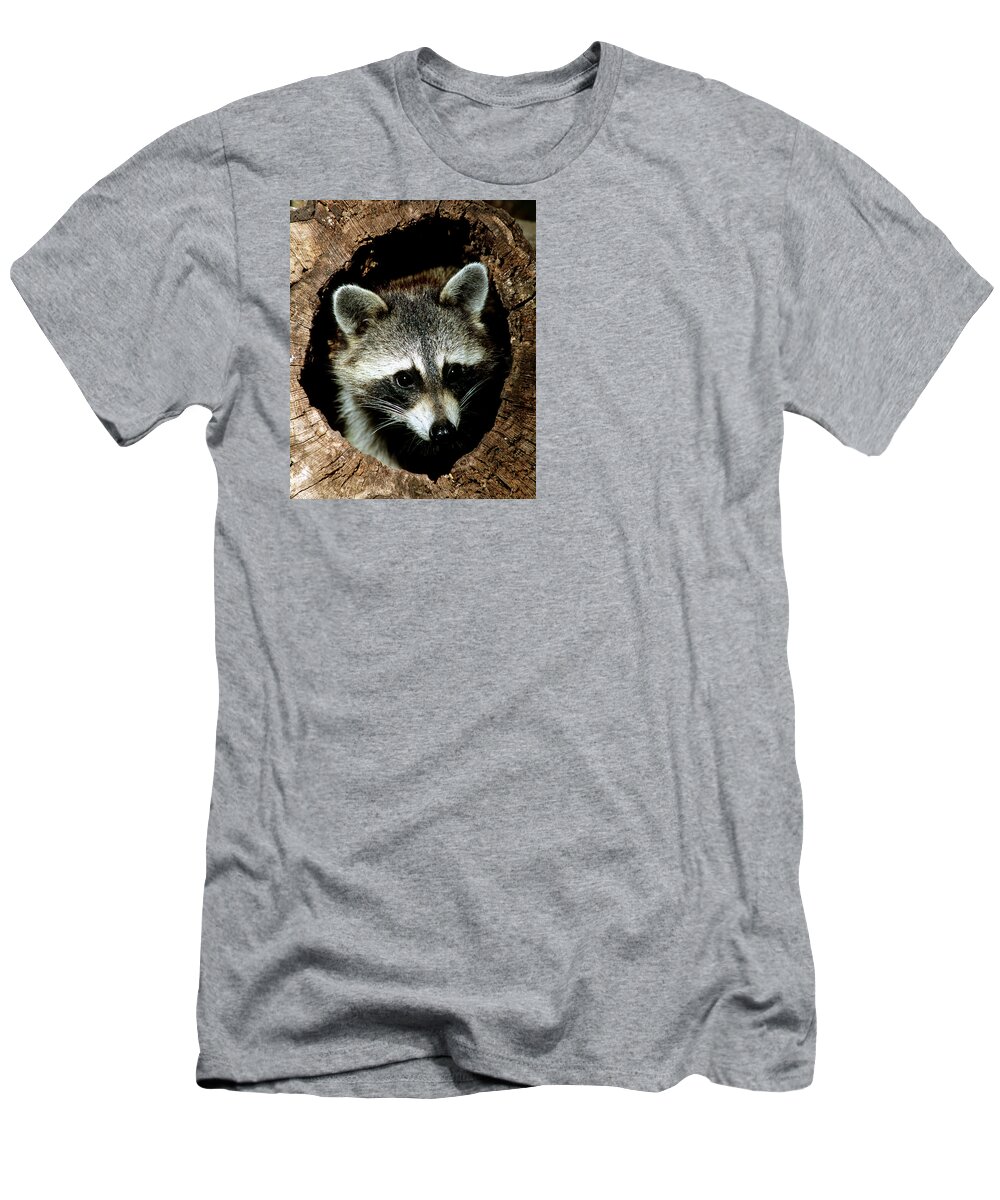Raccoon (procyon Lotor) T-Shirt featuring the photograph Raccoon #24 by Millard H Sharp