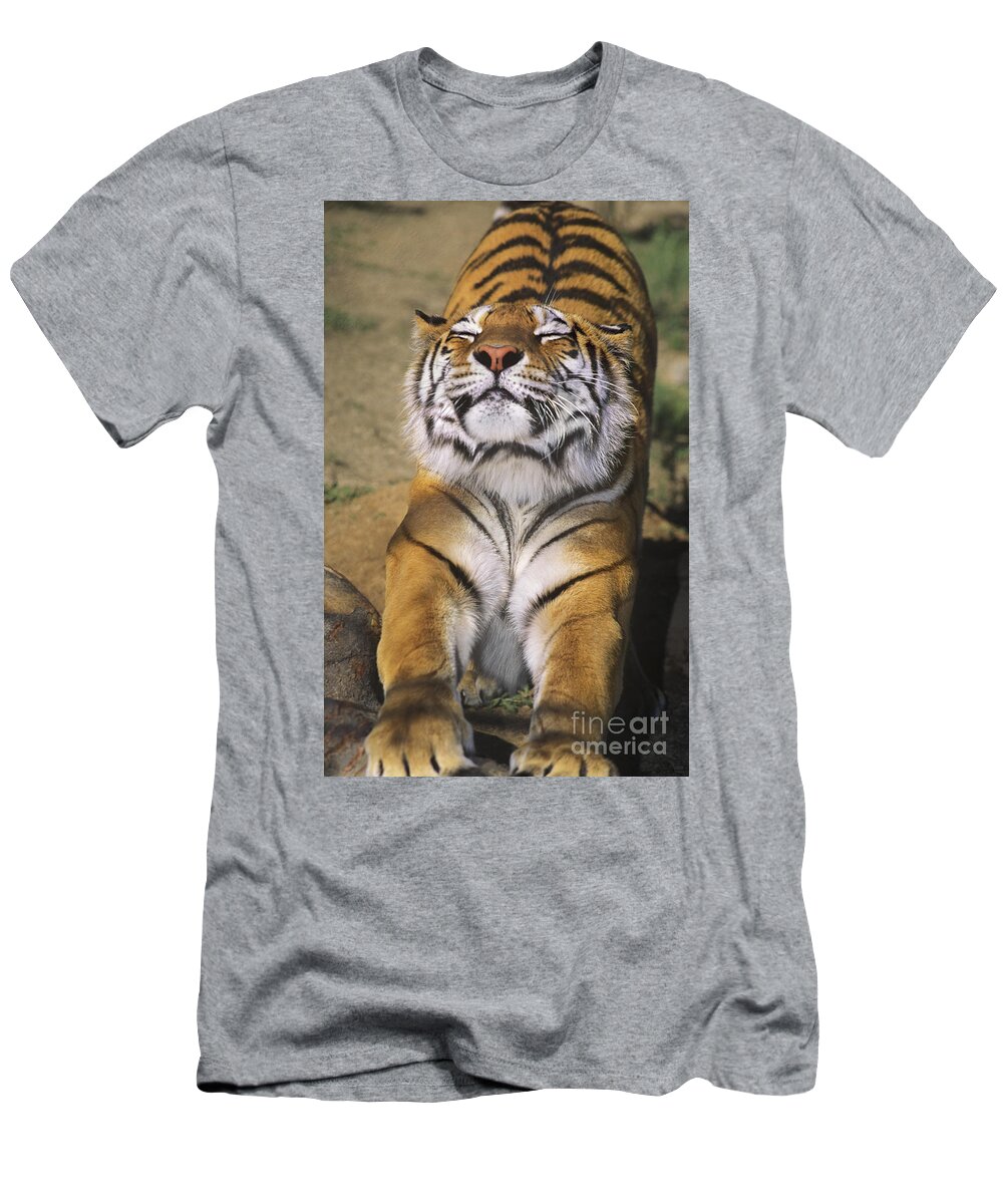 Siberian Tiger T-Shirt featuring the photograph A Tough Day Siberian Tiger Endangered Species Wildlife Rescue by Dave Welling
