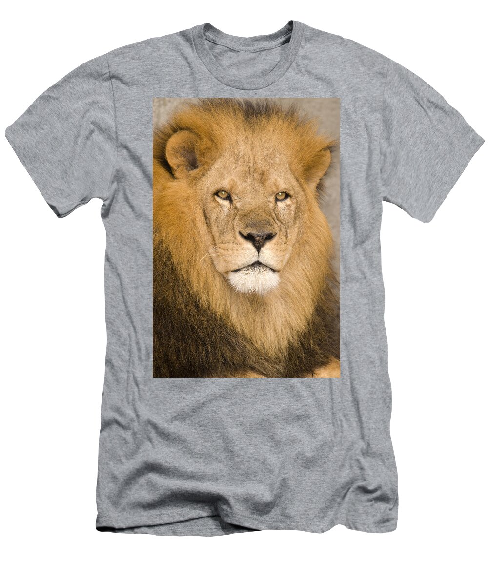 535768 T-Shirt featuring the photograph African Lion by Steve Gettle