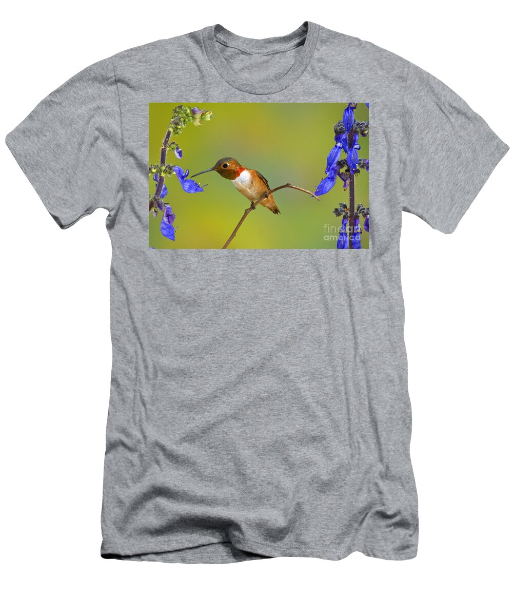 Selasphorus Sasin T-Shirt featuring the photograph Allens Hummingbird by Anthony Mercieca