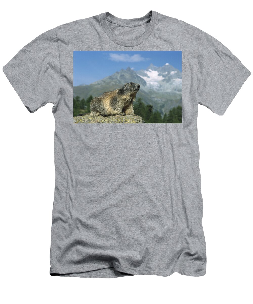 Feb0514 T-Shirt featuring the photograph Alpine Marmot Switzerland by Konrad Wothe