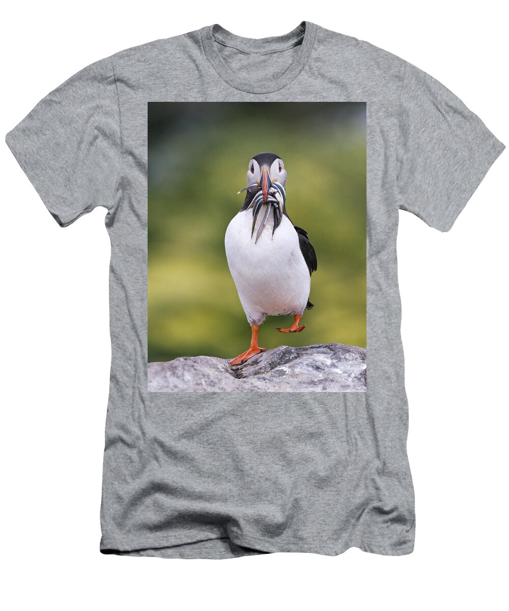 Franka Slothouber T-Shirt featuring the photograph Atlantic Puffin Carrying Greater Sand by Franka Slothouber