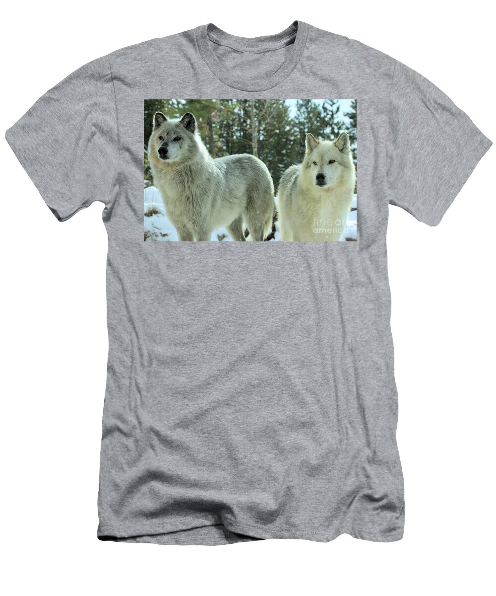 Montana Wolves T-Shirt featuring the photograph Attention Grabber by Adam Jewell