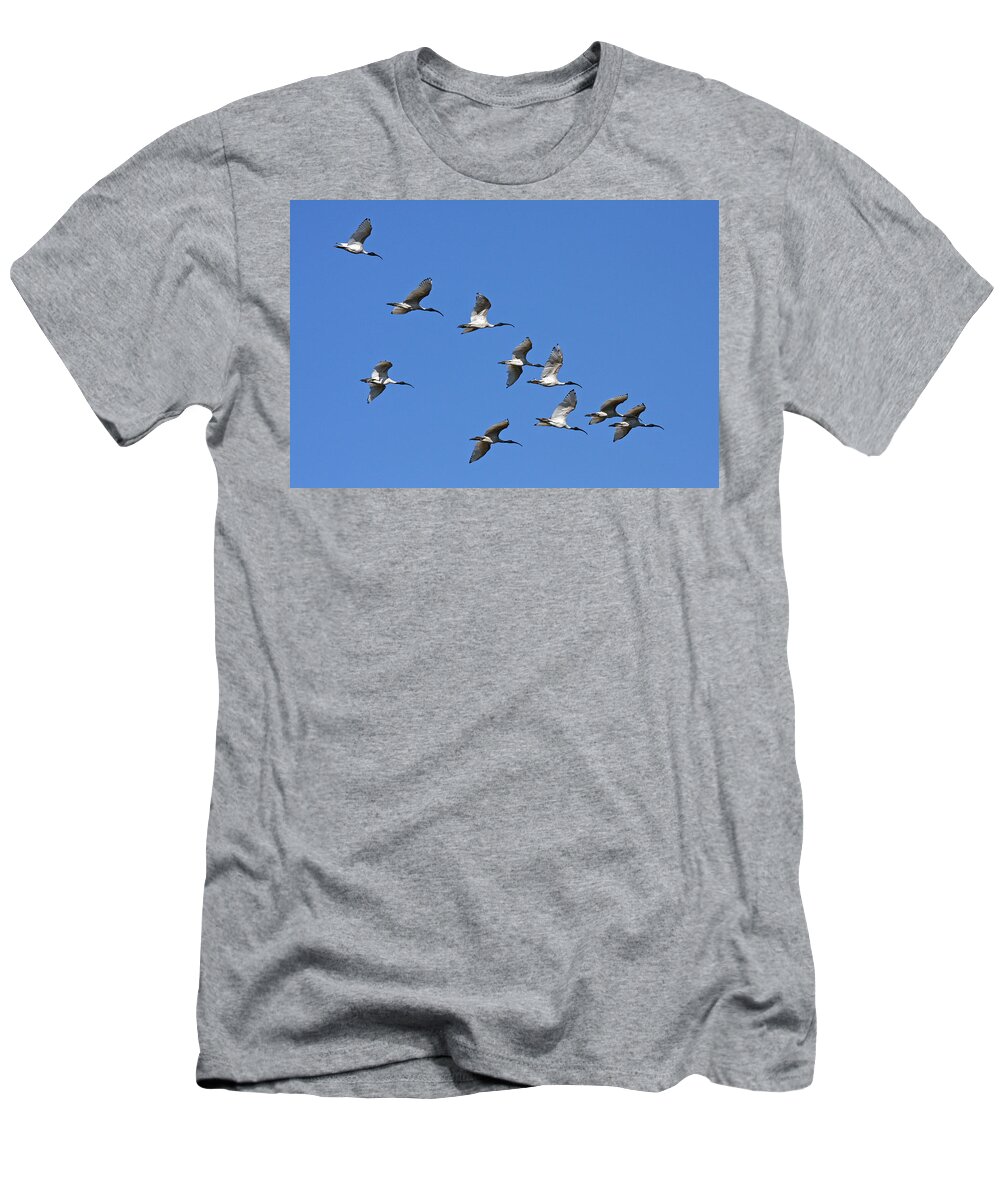 Adult T-Shirt featuring the photograph Australian White Ibis by Robert Kennett
