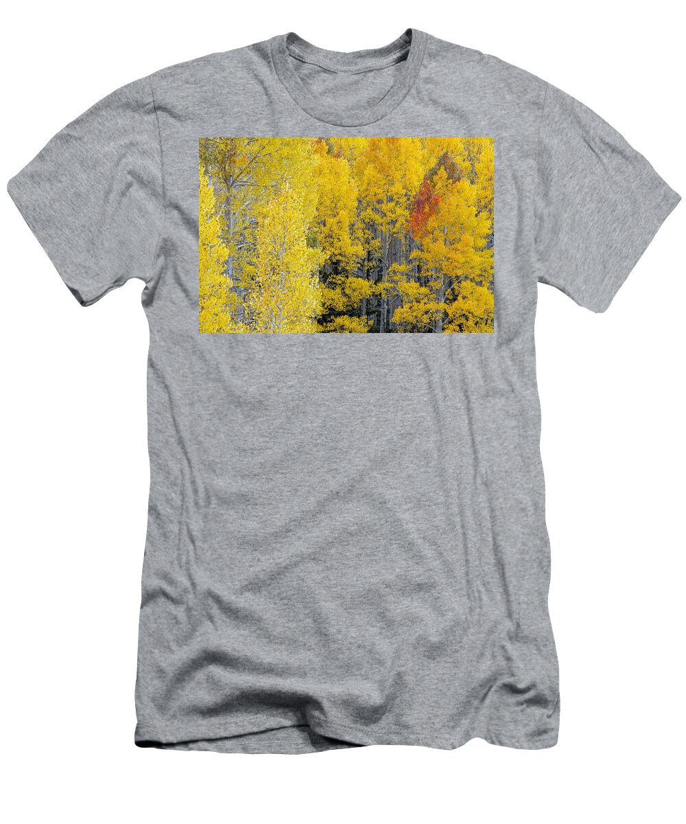 Aspens T-Shirt featuring the photograph Flagstaff Fall Color #3 by Tam Ryan