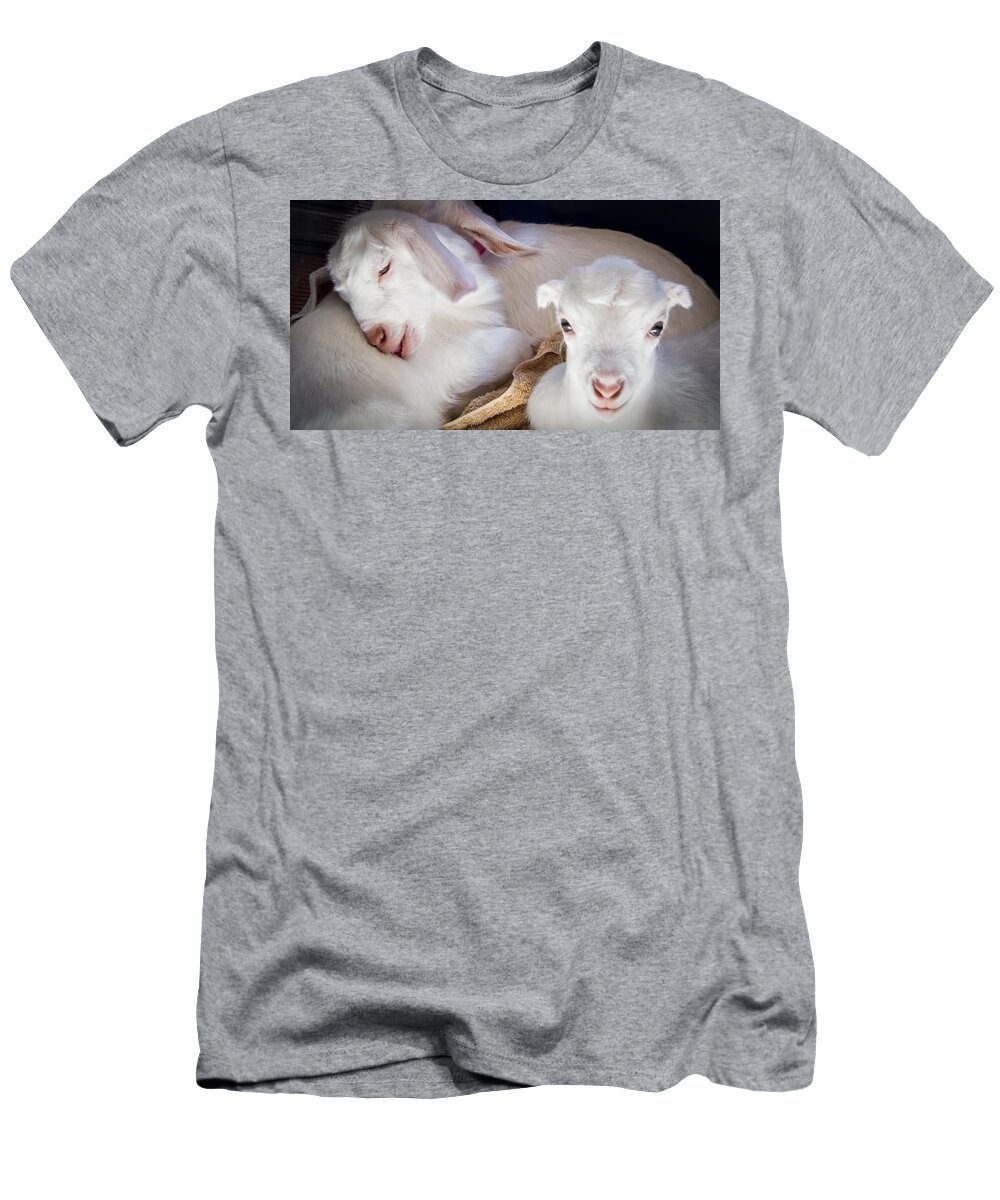 Photograph T-Shirt featuring the photograph Baby Goats Napping by Natalie Rotman Cote