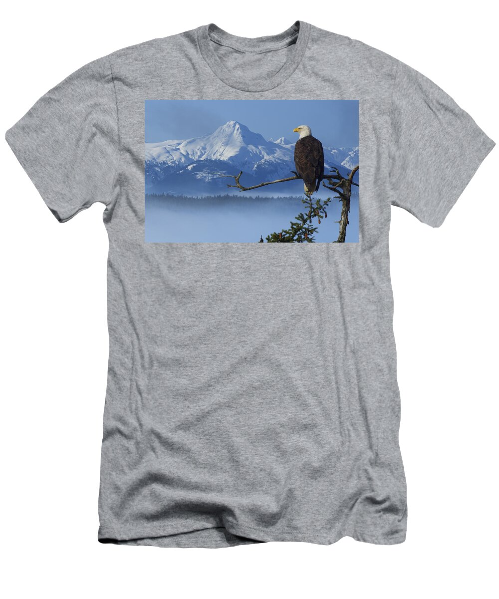 Alaska T-Shirt featuring the photograph Bald Eagle Perched On Spruce Branch by John Hyde