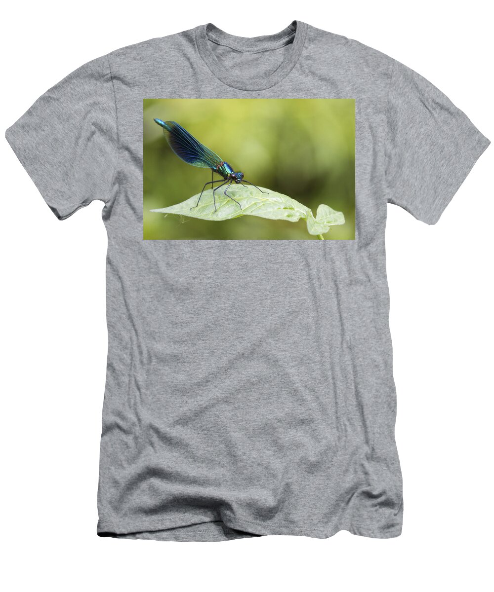 Banded Demoiselle T-Shirt featuring the photograph Banded demoiselle by Chris Smith