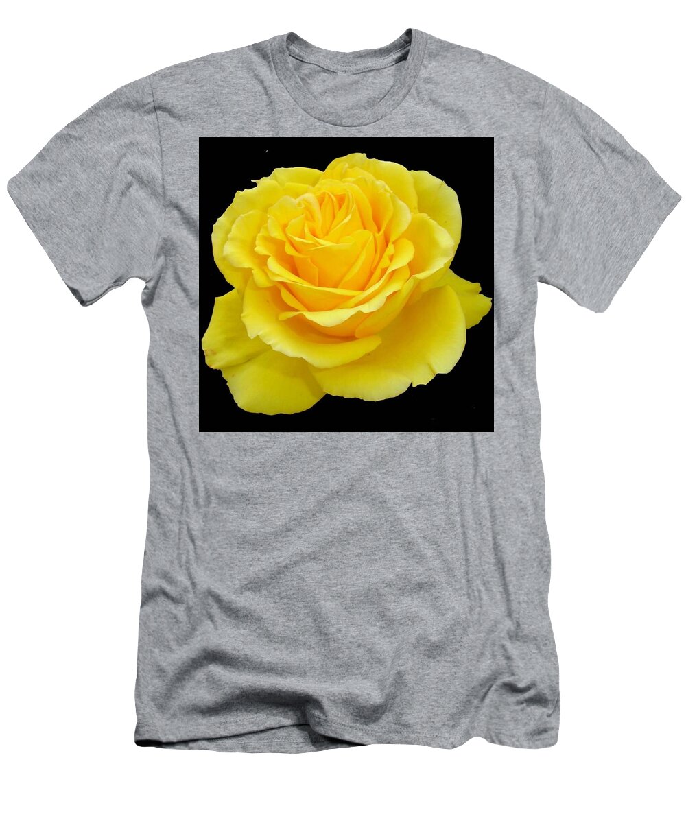 Rose T-Shirt featuring the photograph Beautiful Yellow Rose Flower on Black Background by Taiche Acrylic Art