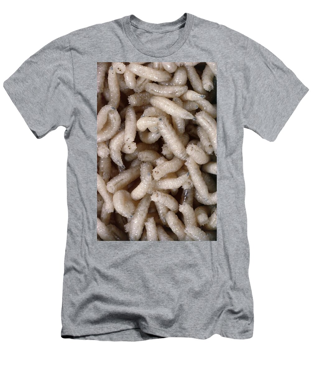 Blowfly Maggots T-Shirt by Perennou Nuridsany - Science Source Prints -  Website