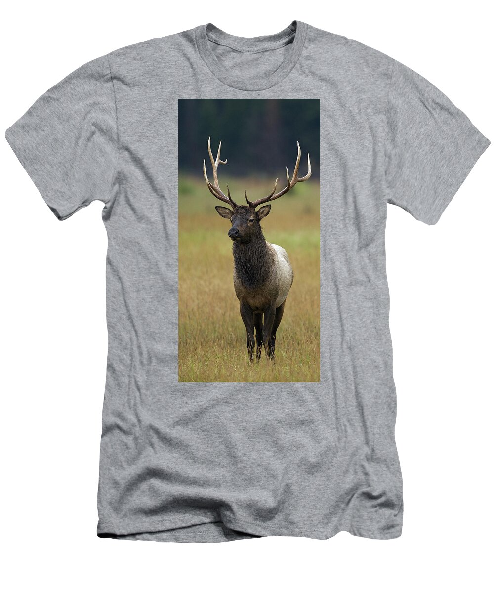 Bull T-Shirt featuring the photograph Bull Elk 6 by 6 by Gary Langley