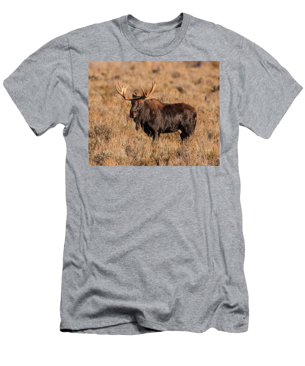 Grand Teton National Park T-Shirt featuring the photograph Bull Moose by Brenda Jacobs
