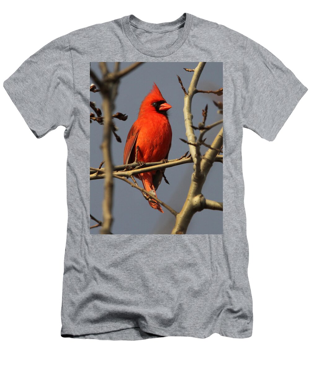 Bird T-Shirt featuring the photograph Cardinal by Roger Becker