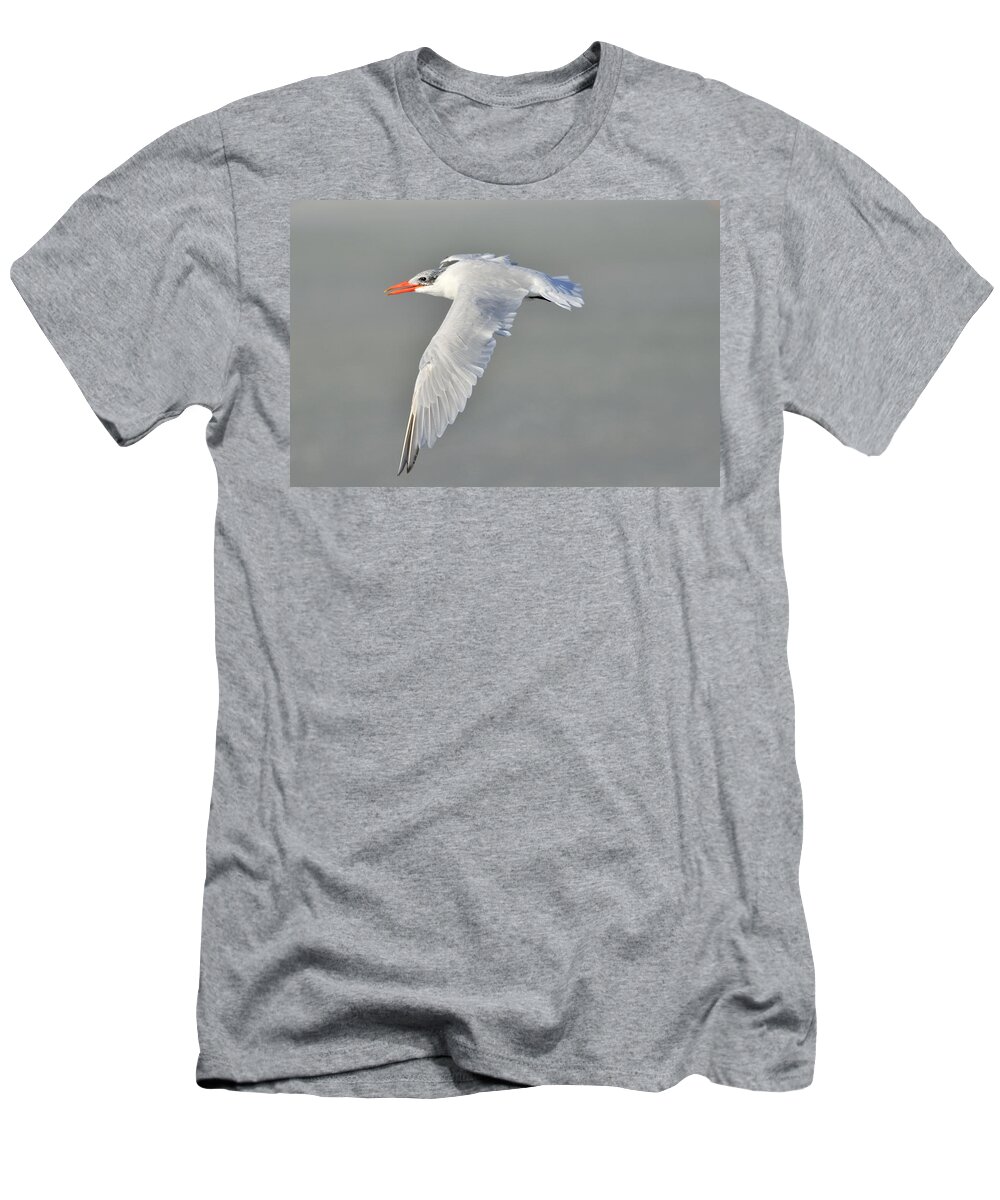 Caspian Tern T-Shirt featuring the photograph Caspian Tern in Flight by Bradford Martin